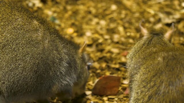 Close up of two agouti heads grooming each other on a cloudy day

