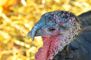 head of turkey -- close up