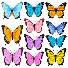 Colorful butterfly collection