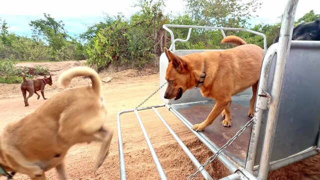 Rescued dogs enjoying a ride in sidecar and walking on a dirt road