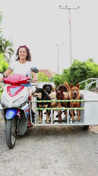 Volunteer transporting rescued dogs in sidecar