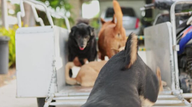 Volunteers transporting rescued dogs in sidecar