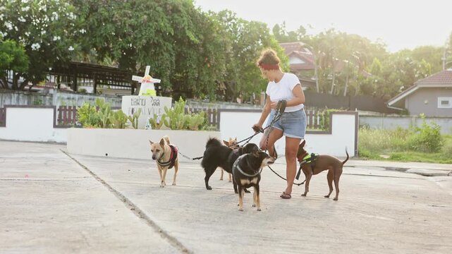 Volunteer walking six adopted dogs from a shelter