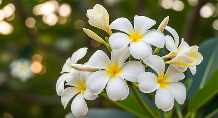 Beautiful white plumeria flowers blooming in a tropical garden with soft bokeh background.