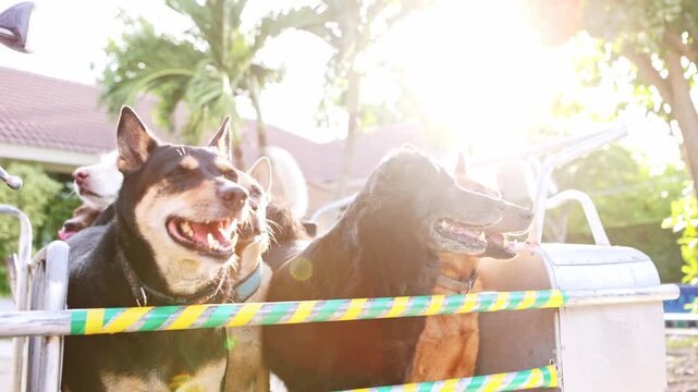 Happy adopted dogs enjoying a sidecar ride