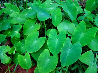 the detail of tropic plant in a greenhouse. colocasia esculenta, elephant ear. 