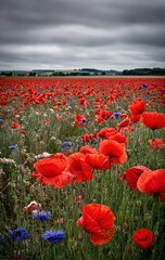 Obraz premium Vibrant Red Poppy Field Under a Dramatic Sky, Nature's Beauty and Remembrance