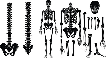 Human skeleton anatomy illustration with skull, spine, ribs, and bones, black silhouette medical vector design for healthcare education and science