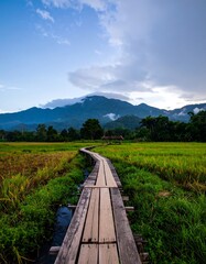 Wooden bridge through rice paddies, mountain backdrop