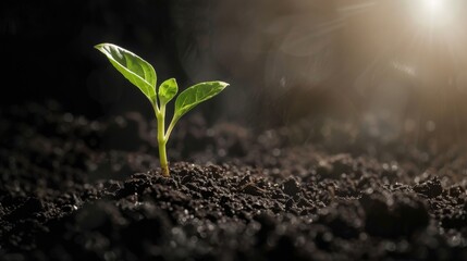 Fototapeta premium New Life in Nature: Growing Plants, Seedlings & Sprouts from Seeds in Dirt – Agriculture & Gardening