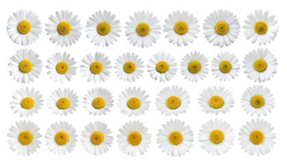 White daisies in a grid pattern.  Many daisy blossoms.  Perfect, symmetrical arrangement