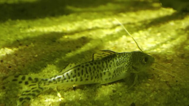 Close up of a small whiptail cat fish moving around on the sea ground underwater