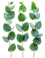 Close-up of three eucalyptus sprigs.  Fresh, vibrant green leaves and stems against a black background.  Distinct leaf shapes and slender stems.  Sharp focus