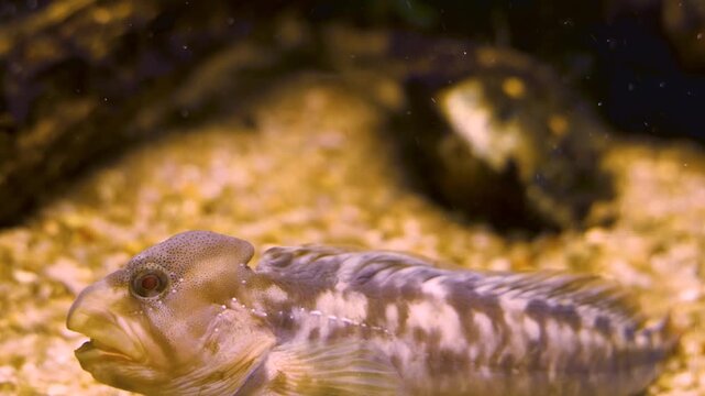 Close up of gobi fish resting on  the seabed underwater