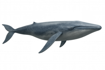 Photorealistic 3d rendering of a blue whale swimming underwater, isolated on a transparent background