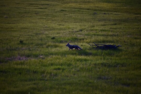there is a dog that is walking in the grass