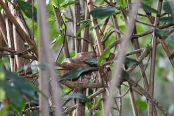 Corallus ruschenbergerii commonly known as a Tree Boa or Cascabel Dormillion Snake, on a mangrove tree at the Caroni Swamp or Caroni Bird Sanctuary in Trinidad and Tobago.