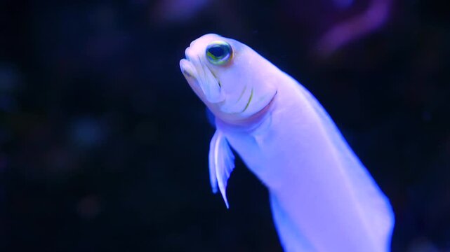 Close up of a white gobi fish resting underwater