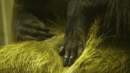 Close up of monkey hands grooming it self