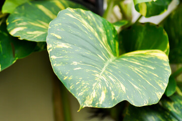 Epipremnum aureus Engl, ARACEAE or Devils Ivy or Golden Pothos or Hunters Robe or Epipremnum aureum...