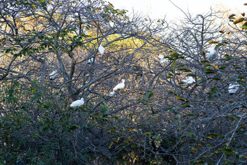 アメリカのシロトキの群れが川辺の木の上で止まる