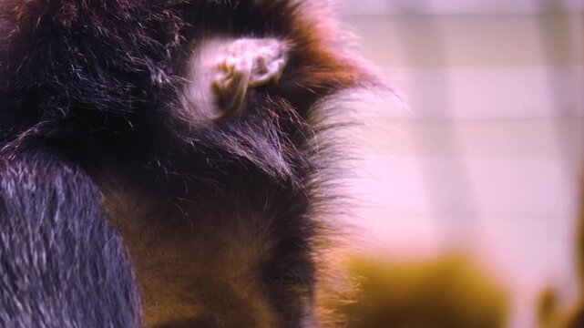 Close up of a Javan lutung monkey head and face sitting down and looking around