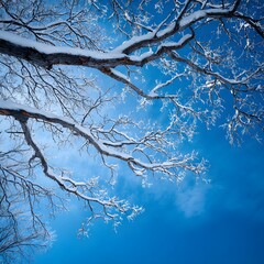 A stunning view of snow-covered tree branches against a bright blue sky, perfect for nature and winter themes, evokes serenity