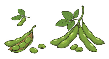 fresh green edamame beans with leaves and pods
