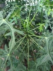 Cnidoscolus aconitifolius plant. This plant is from the Euphorbiaceae family of the genus Cnidoscolus. It also has common names such as Chaya, Trees spinach and Japanese papaya