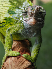 A striking close-up of a chameleon shows its rough, textured skin, with shades of green, blue, and brown. Its unique, turret-like eyes stare directly at the camera, 14 September 2025 Indonesia