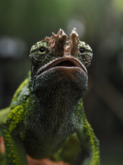 A striking close-up of a chameleon shows its rough, textured skin, with shades of green, blue, and brown. Its unique, turret-like eyes stare directly at the camera, 14 September 2025 Indonesia
