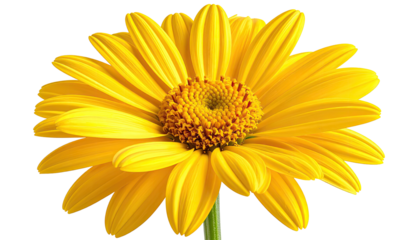 Vibrant yellow flower with detailed petals