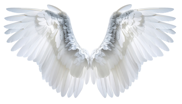 Pair of large, detailed white angel wings (3)