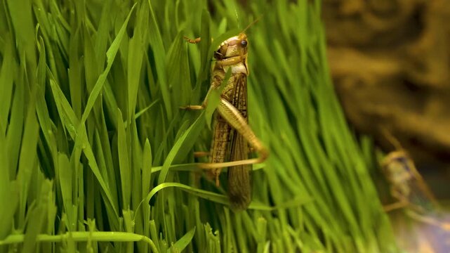 Close up of a grasshopper sitting in grass and moving around on a cloudy day