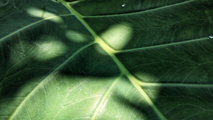 Close-up of a taro leaf with detailed veins and light and shadow contrast.