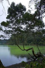 Tree silhouette by Telaga Warna lake in Dieng landscape for travel photography
