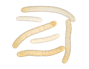 Rod-shaped bacteria set, bacillus arrangement of cultured colonies, clean laboratory specimen layout, microbiology concept on isolated background