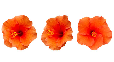 nature beautiful fresh orange hibiscus flowers isolated on transparent.