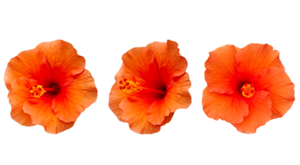 nature  beautiful fresh orange hibiscus flowers isolated on  transparent.