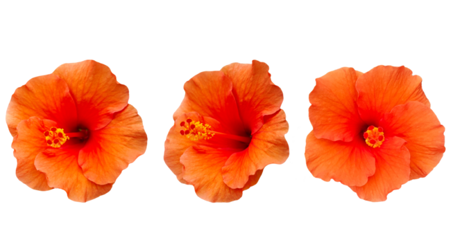 nature  beautiful fresh orange hibiscus flowers isolated on  transparent.