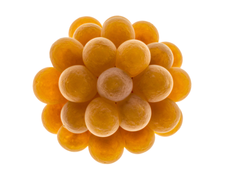 Orange spherical cell aggregate, smooth round multicellular cluster with clean macro texture, laboratory specimen for science education on isolated background
