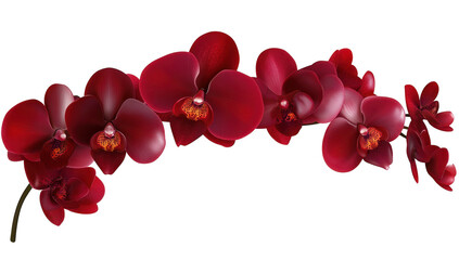 Naklejka na ściany i meble A stunning display of red orchids gracefully arching. their intricate petals and delicate details. set against a soft. blurred background that enhances their beauty