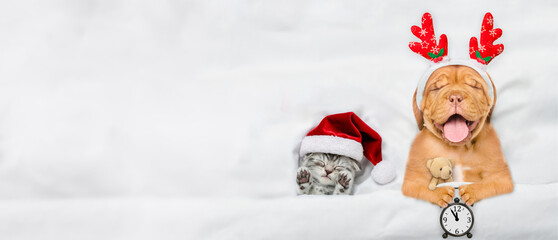 Sleepy Mastiff puppy dressed like santa claus reindeer  Rudolf holding alarm clock and lying with cozy kitten under white blanket at home. Top down view. Empty space for text