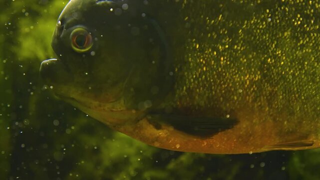 Close up of a  piranha or pira&ntilde;a head slowly moving around underwater