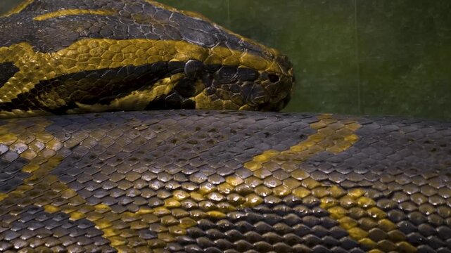 Very close up of python snake head resting and then slowly moving around