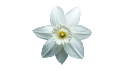 A pristine white flower with delicate petals and a central yellow core. elegantly displayed on a soft blue background. perfect for nature-themed projects or serene design elements
