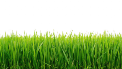 Lush green grass blades stretching towards a bright white sky. creating a serene and calming atmosphere. perfect for nature-themed backgrounds or agricultural concepts
