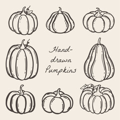 Set of hand-drawn pumpkins in different size. Vector illustration hand-drawn pumpkins for autumn designs, fall decor, or seasonal illustrations