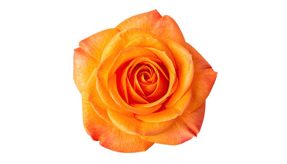 Naklejka premium Close-up of a vibrant orange-peach rose (1)