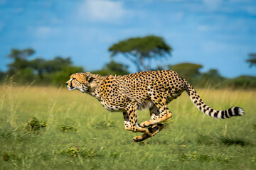 Obraz premium A spotted cheetah, the fastest big cat, hunting in the wild savannah of Serengeti National Park